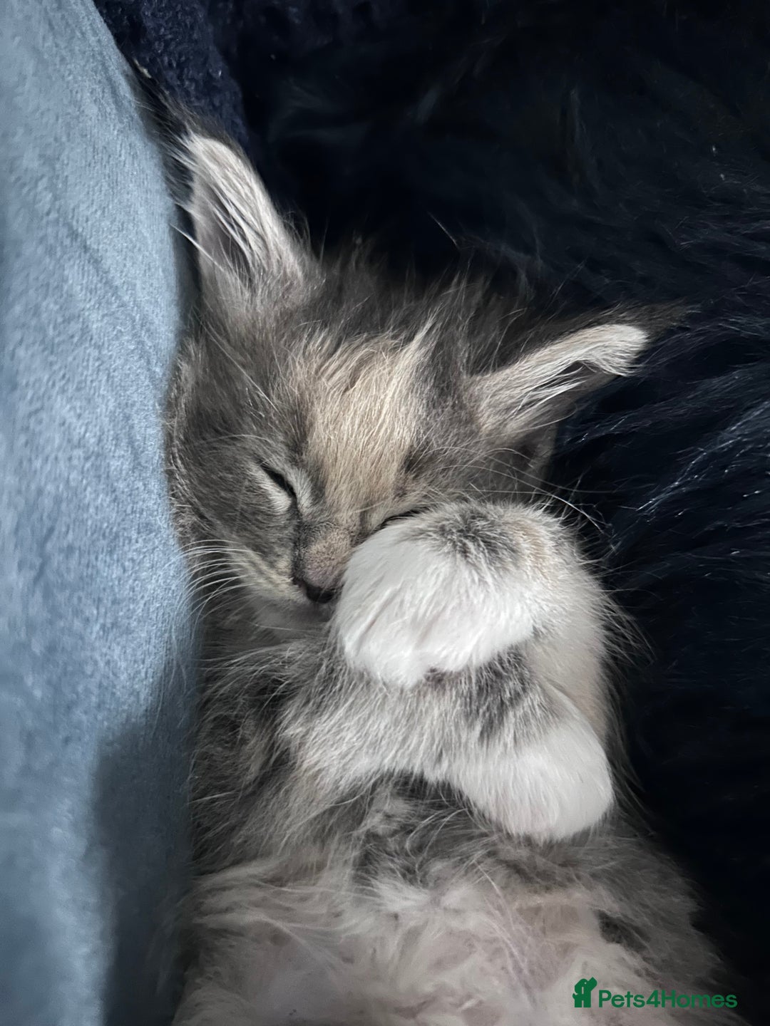 Maine Coon cats for sale: Beautiful female full Maine coon kittens  - Image 10