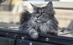 Maine Coon cats for sale: Merci lovely maine coon - Image 1