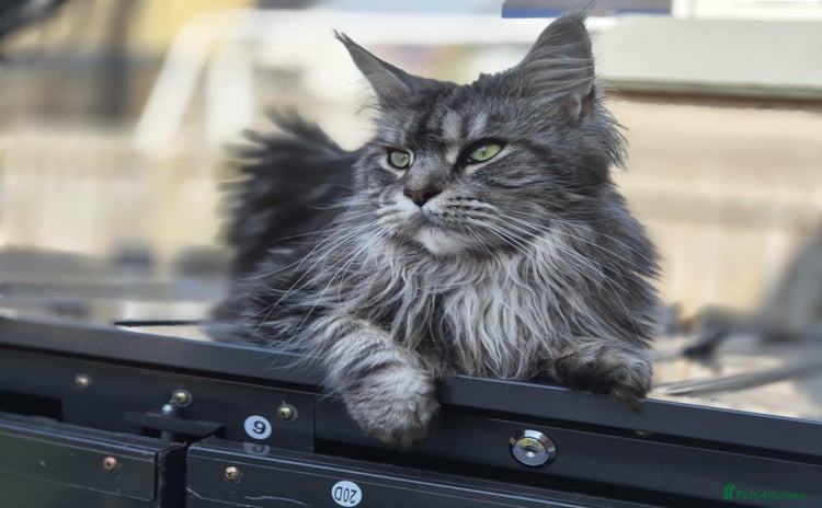 Maine Coon cats - Advert 3