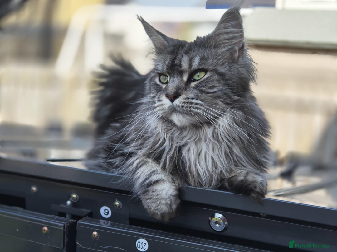 Maine Coon cats for sale: Merci lovely maine coon - Image 1
