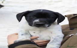 Mixed Breed dogs for sale: Gorgeous pointer x collie - Image 6