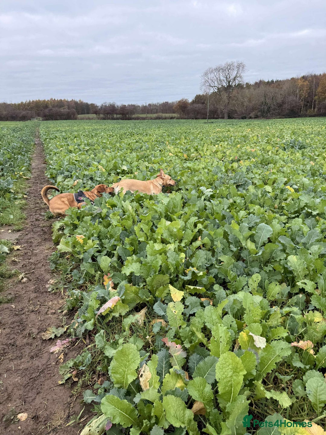 Mixed Breed dogs for adoption: Taz needs a perfect home  - Advert 13