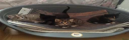 Mixed Breed cats for sale: 4 gorgeous little kitten looking for homes  - Advert 15