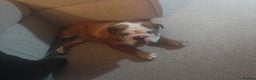 English Bulldog dogs for sale: English Bulldog  - Advert 5