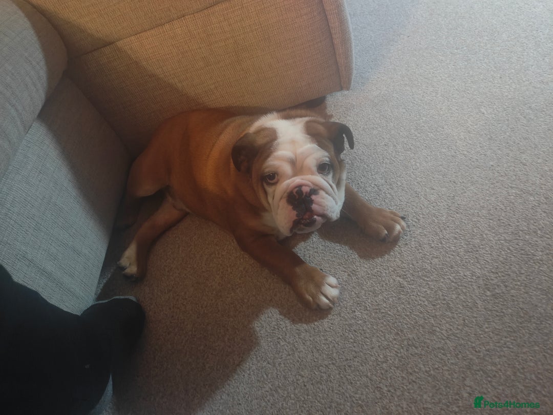 English Bulldog dogs for sale: English Bulldog  - Advert 5