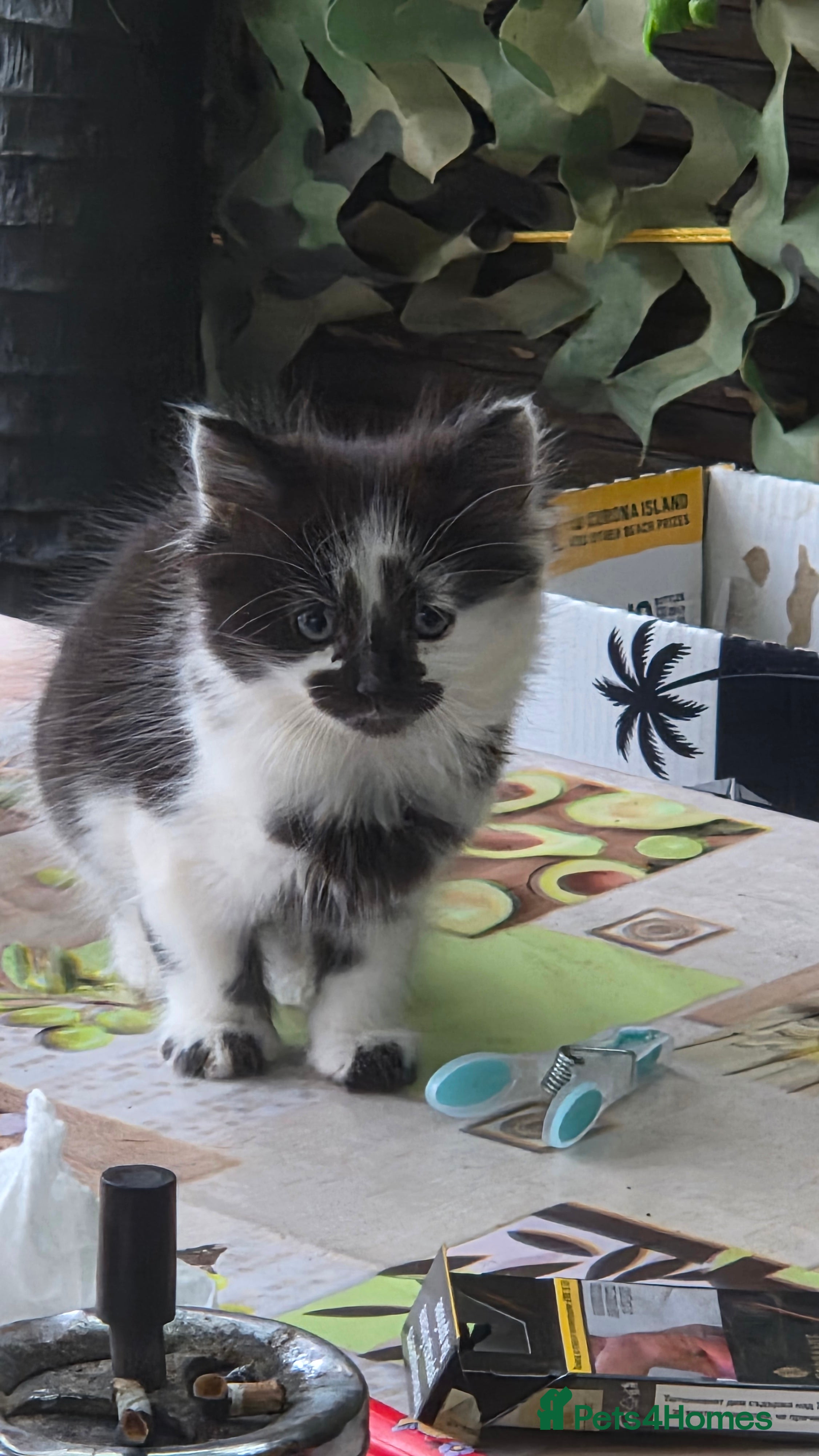 Mixed Breed cats for sale: Cute kittens for sale (NEED GONE ASAP) - Advert 2