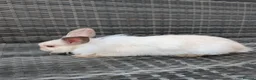 Lionhead rabbits for sale: Double Maned Lionheads for sale - Advert 12