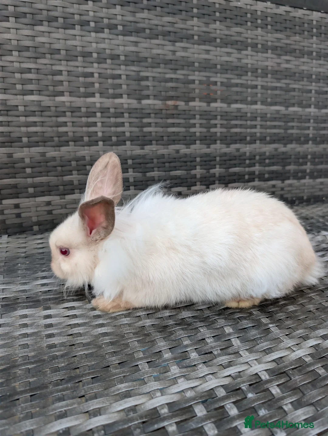 Lionhead rabbits for sale: Double Maned Lionheads for sale - Advert 12
