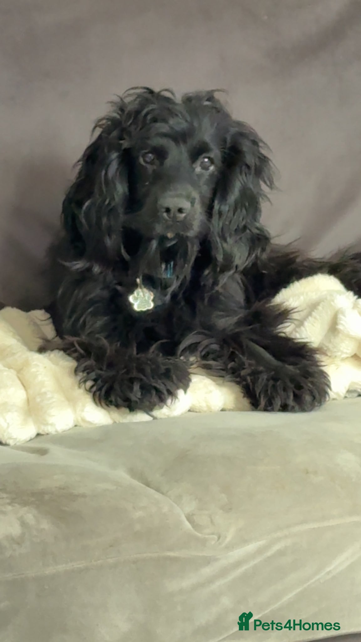 Cocker Spaniel dogs Showline pure cocker spaniel FOR STUD - Advert 6