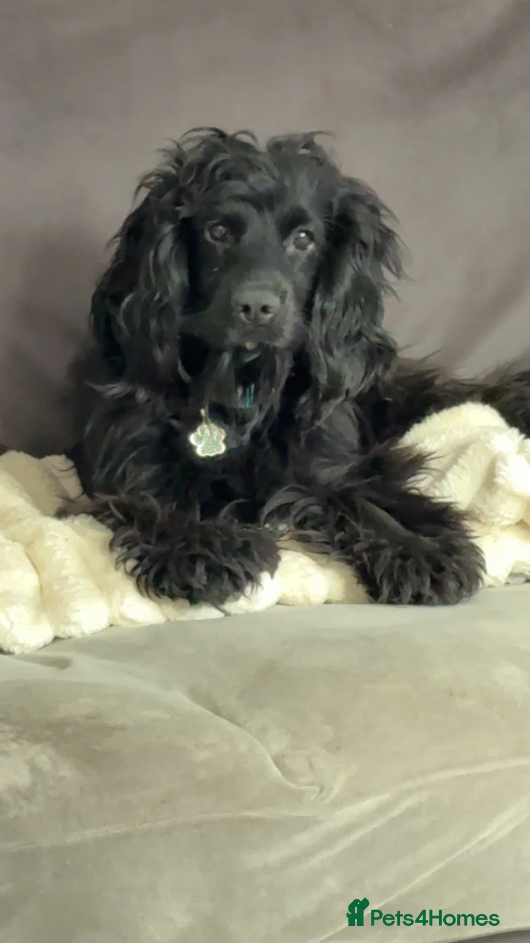Cocker Spaniel dogs for stud: Showline pure cocker spaniel FOR STUD - Advert 1