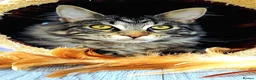 Maine Coon cats for stud: Niklouse  in Mold - Advert 9