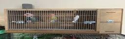 Budgerigars birds for sale: Budgies & Cages - Advert 2