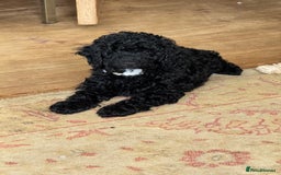 Cockapoo dogs for sale: Daisy Doodles & Marvels Pups in Spilsby - Image 33