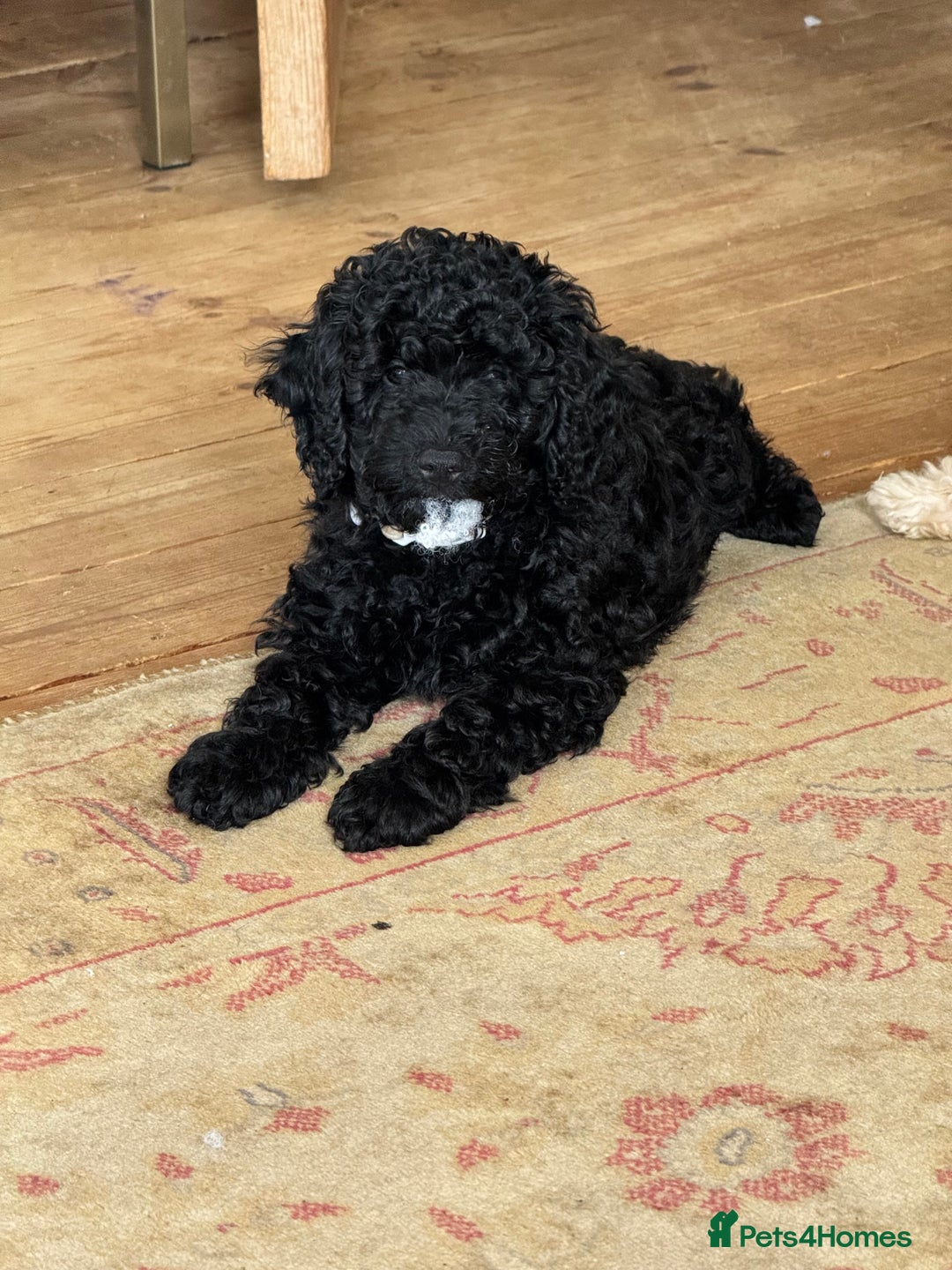 Cockapoo dogs for sale: Daisy Doodles & Marvels Pups in Spilsby - Image 33