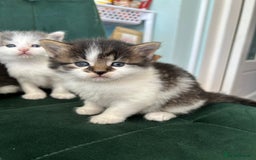 British Longhair cats for sale: Fluffy little angels  - Image 6