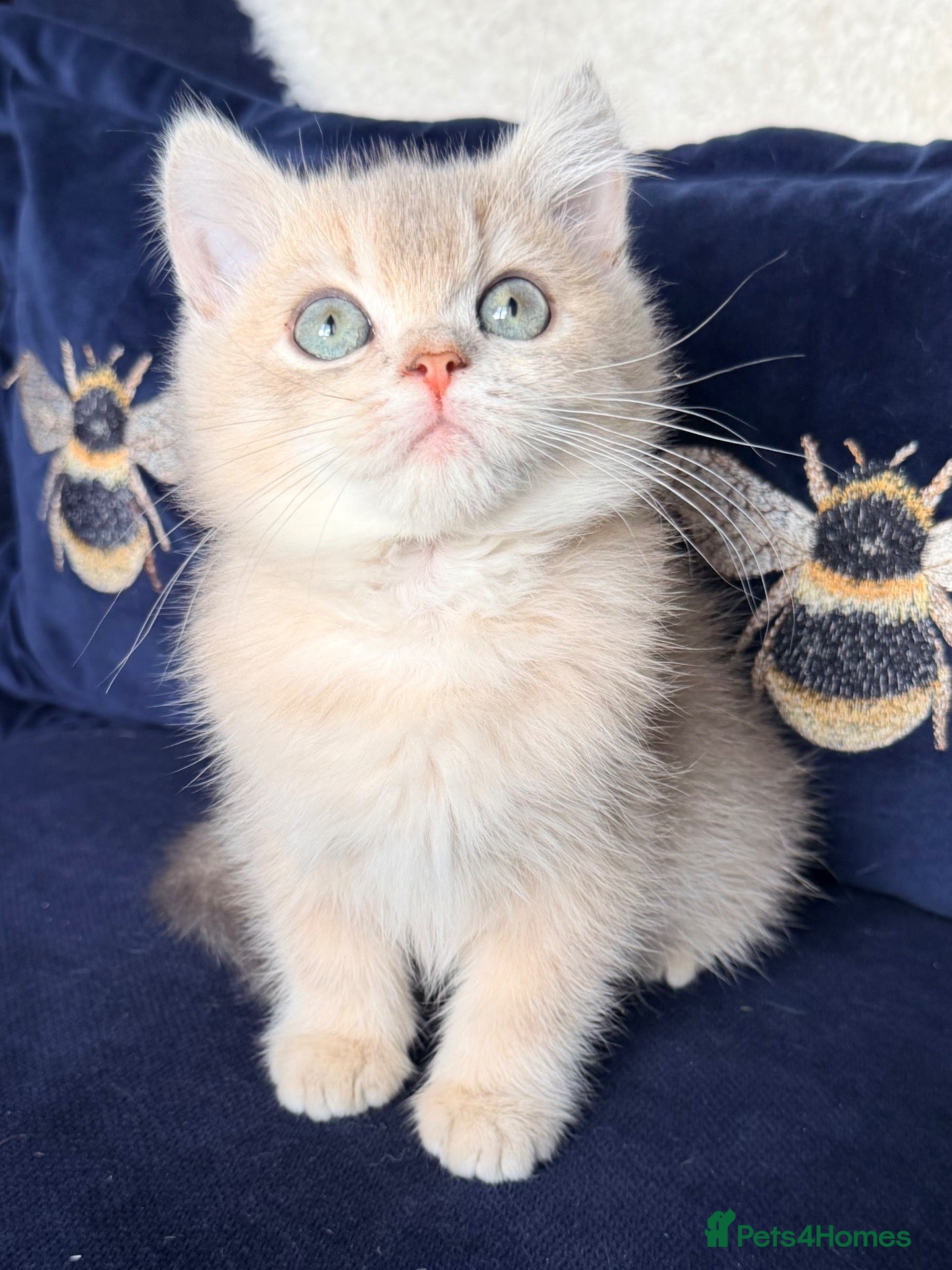 British Shorthair cats for sale: Lilac GCCF registered BSH kittens - Advert 1