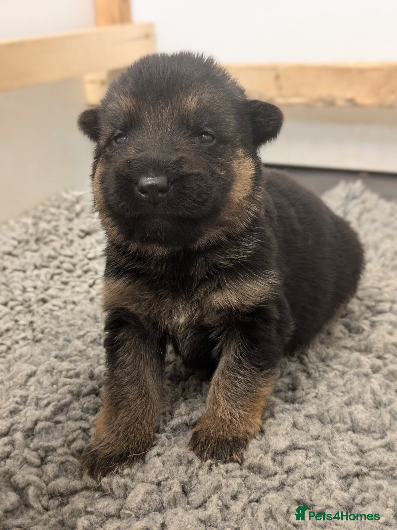 German Shepherd dogs RKC Reg Champion-Line Pups, Health tested Parents - Advert 1