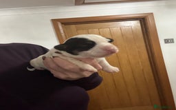 Sealyham Terrier dogs for sale: Stunning Sealyham Terriers  - Image 10