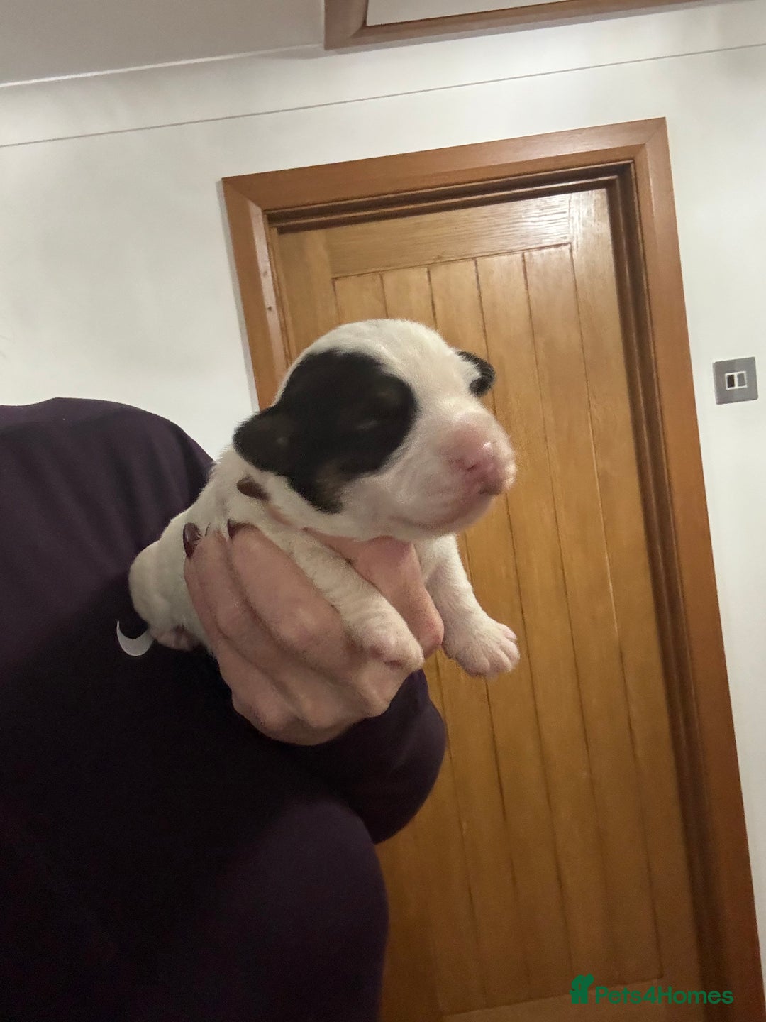 Sealyham Terrier dogs for sale: Stunning Sealyham Terriers  - Image 10