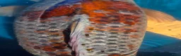 Koi Carp fish for sale: 65/70cm Kase Gin Rin Ochiba Koi in Birmingham - Advert 5