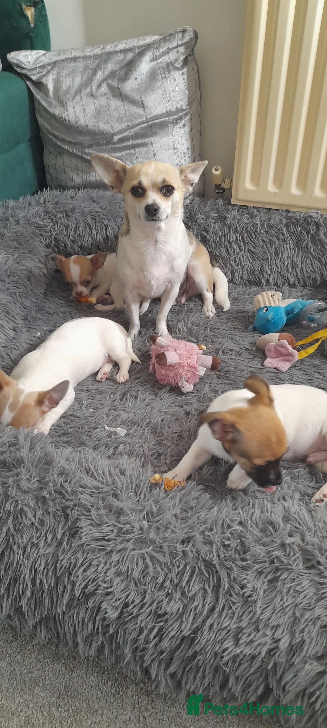 Chihuahua dogs for sale: 4 beautiful Chihuahua puppies in Knottingley - Advert 2