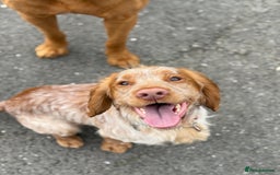 Cocker Spaniel dogs for stud: Working cocker Spainel standing at stud  in Royston - Image 7