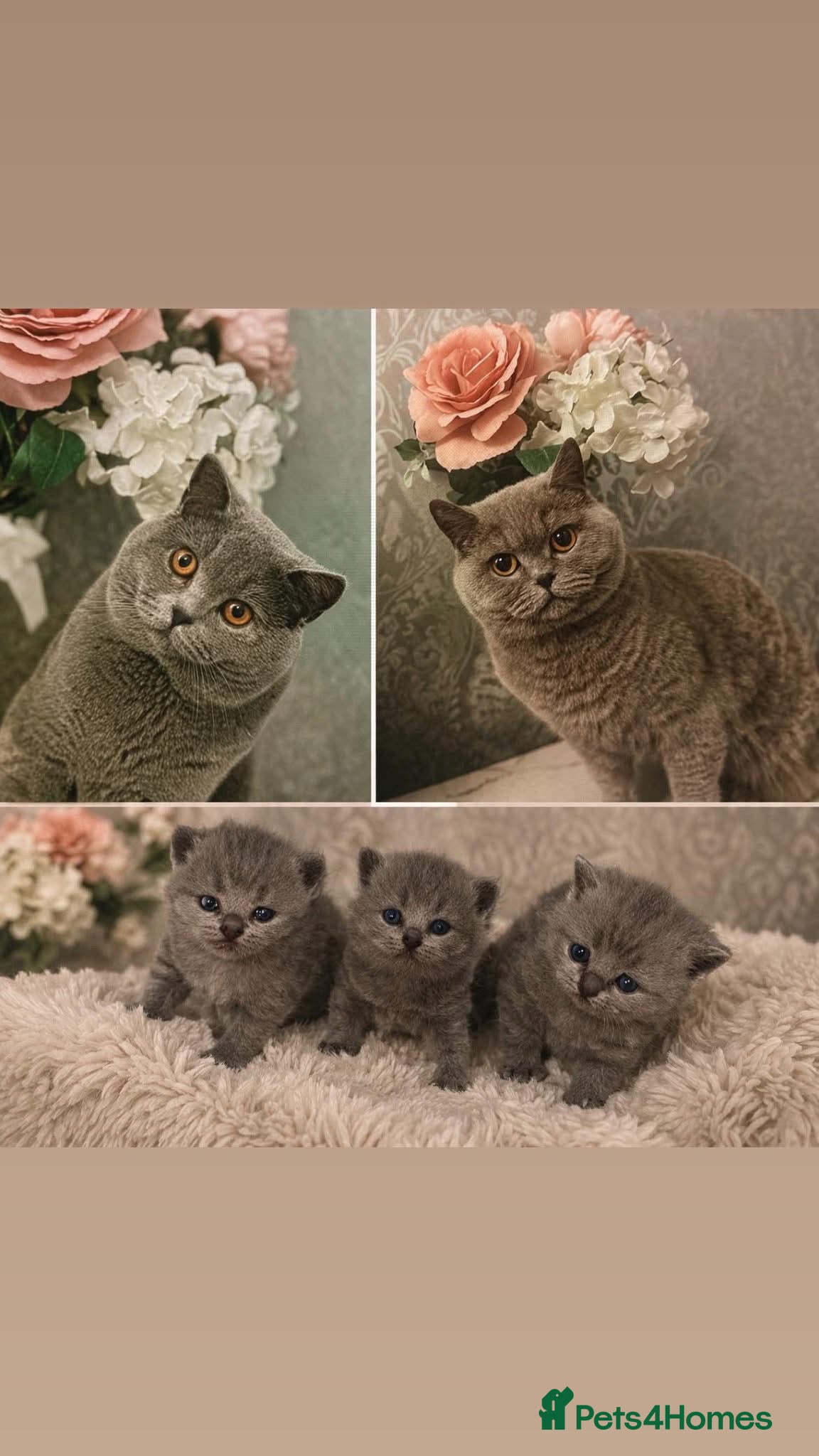 British Shorthair cats 3 little babies  - Advert 1