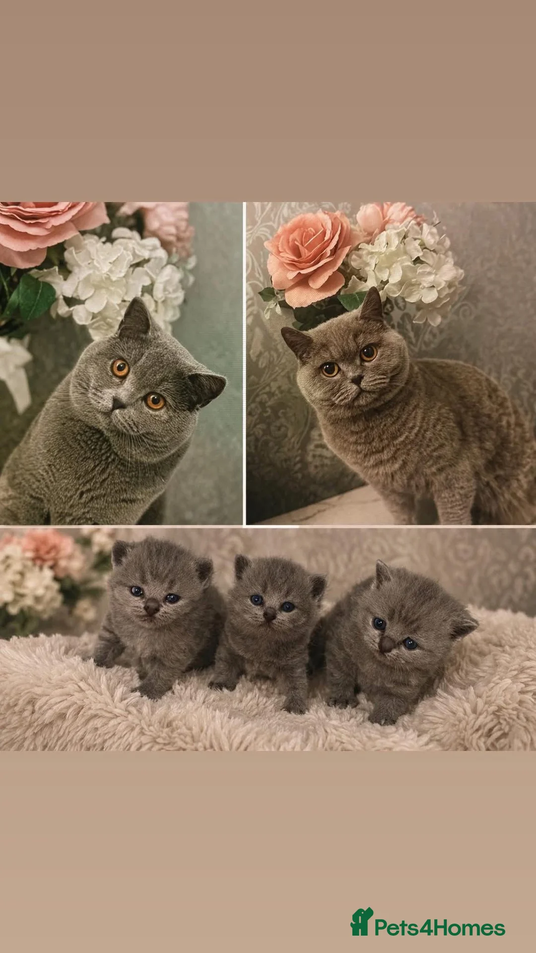British Shorthair cats for sale: 3 little babies  - Advert 1