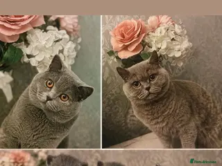 British Shorthair cats 3 little babies - Advert 2