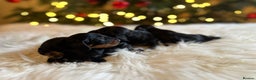 Miniature Dachshund dogs for sale: Show Quality IVDD screened KC Reg Mini Smooths  - Advert 10