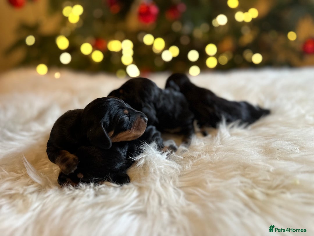 Miniature Dachshund dogs for sale: Show Quality IVDD screened KC Reg Mini Smooths  - Advert 10