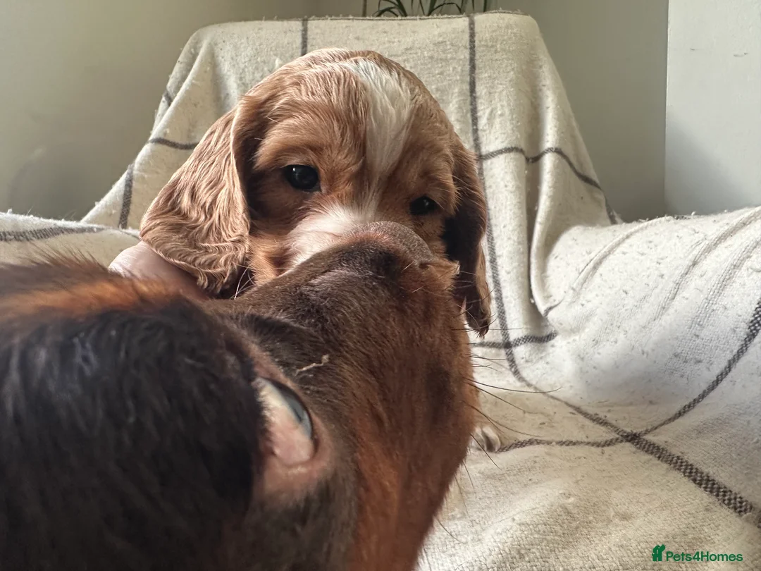 Cocker Spaniel dogs for sale: Working cocker spaniel puppies - Advert 26