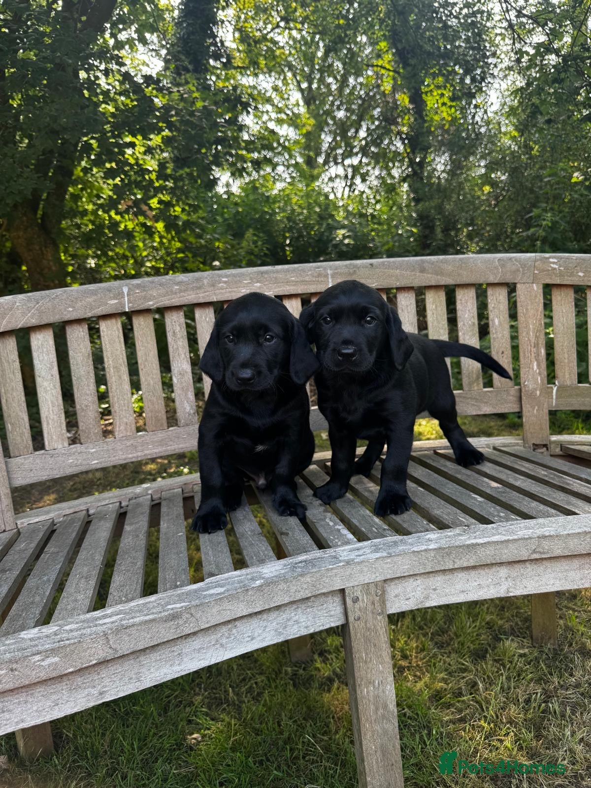 Labrador Retriever dogs Black Labrador boy puppies - Advert 1