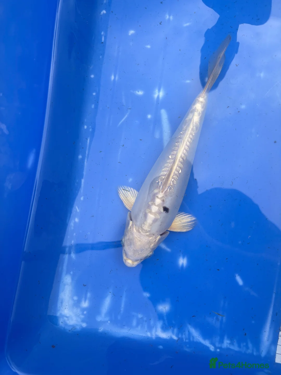 Koi Carp fish for sale: Japanese koi for sale’s  - Advert 2