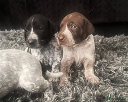 German Shorthaired Pointer dogs - Advert 1