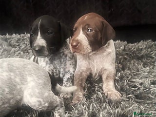German Shorthaired Pointer dogs - Advert 3