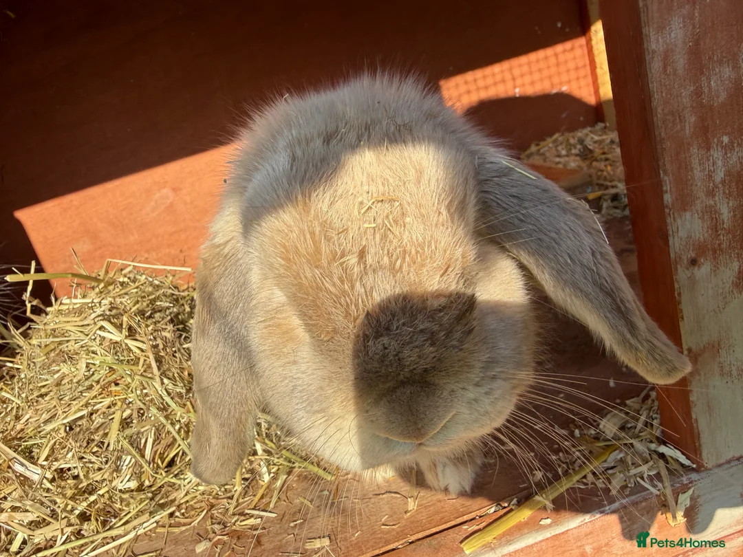 Dwarf Lop rabbits for sale: 2 sisters   in London - Advert 8