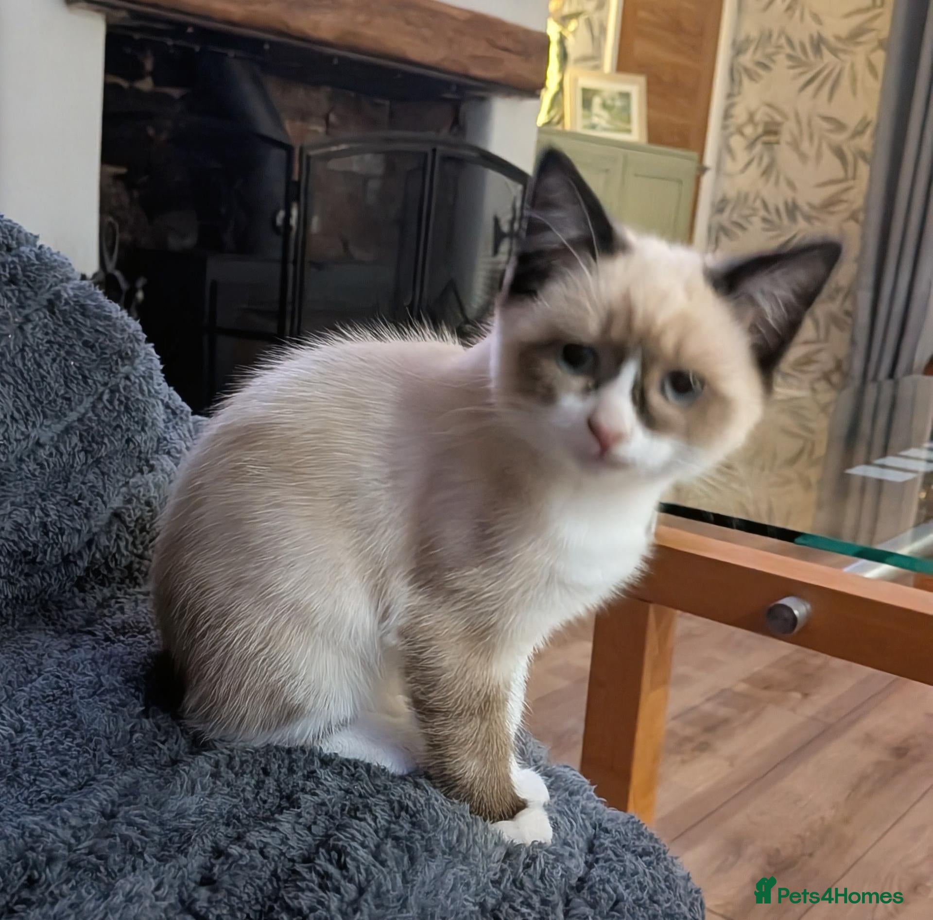 Ragamese cats Jazmine - Advert 2
