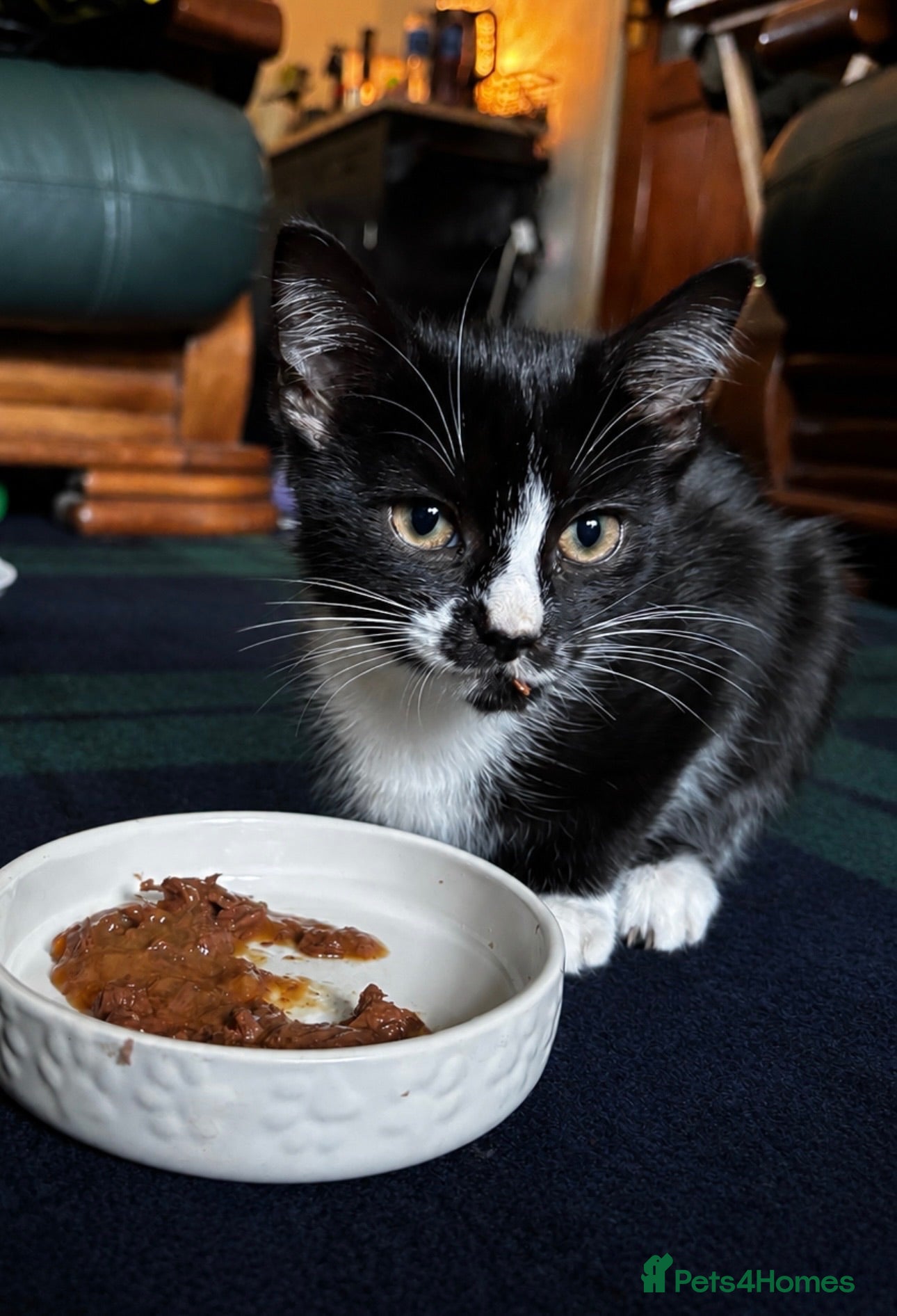 Domestic Shorthair cats Girl kitten for sale - Advert 4