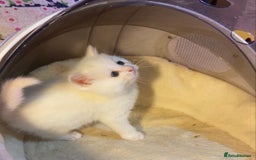 Munchkin cats for sale: Full Pedigree Munchkin Kittens  - Image 5