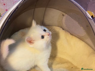 Munchkin cats - Advert 1