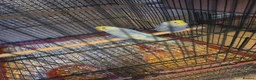 Budgerigars birds for sale: Beautiful rainbow budgies - Advert 3