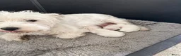 West Highland Terrier dogs for sale: Westie litter ready October - Advert 1