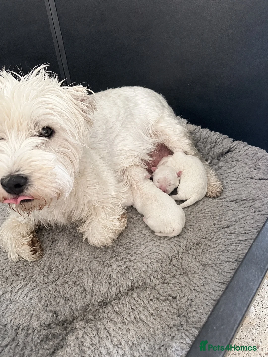 West Highland Terrier dogs for sale: Westie litter ready October - Advert 1