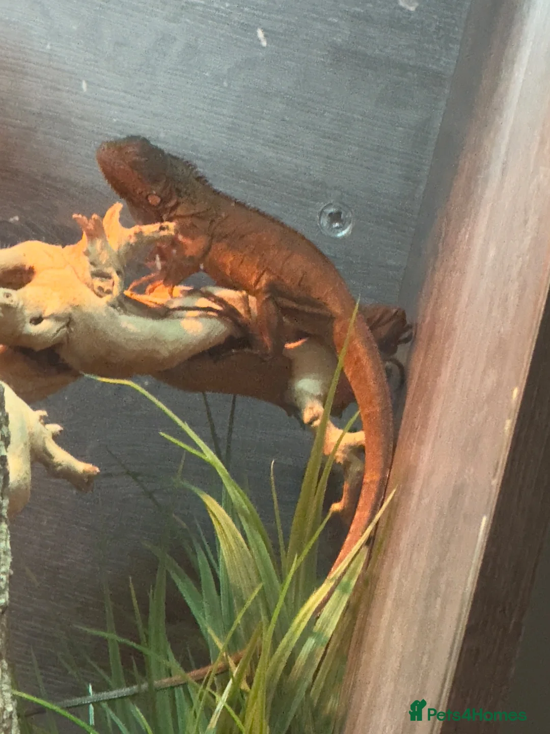 Iguana reptiles for sale: Green iguana  - Advert 2