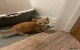 British Shorthair cats for sale: Male ginger and black kittens  - Image 2