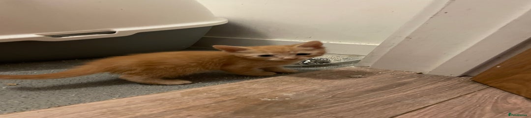 British Shorthair Kitten 4