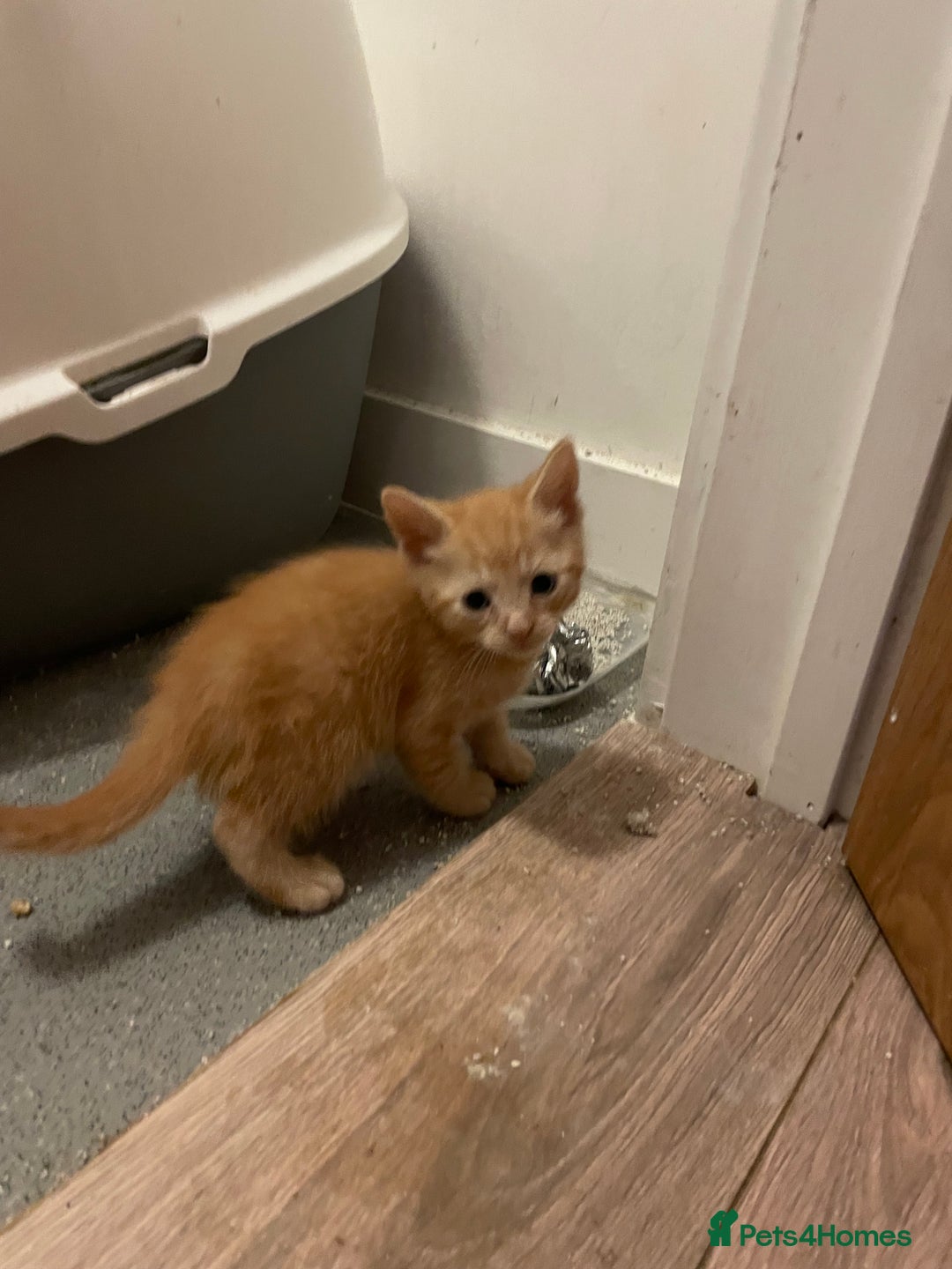 British Shorthair cats for sale: Male ginger and black kittens  - Image 2