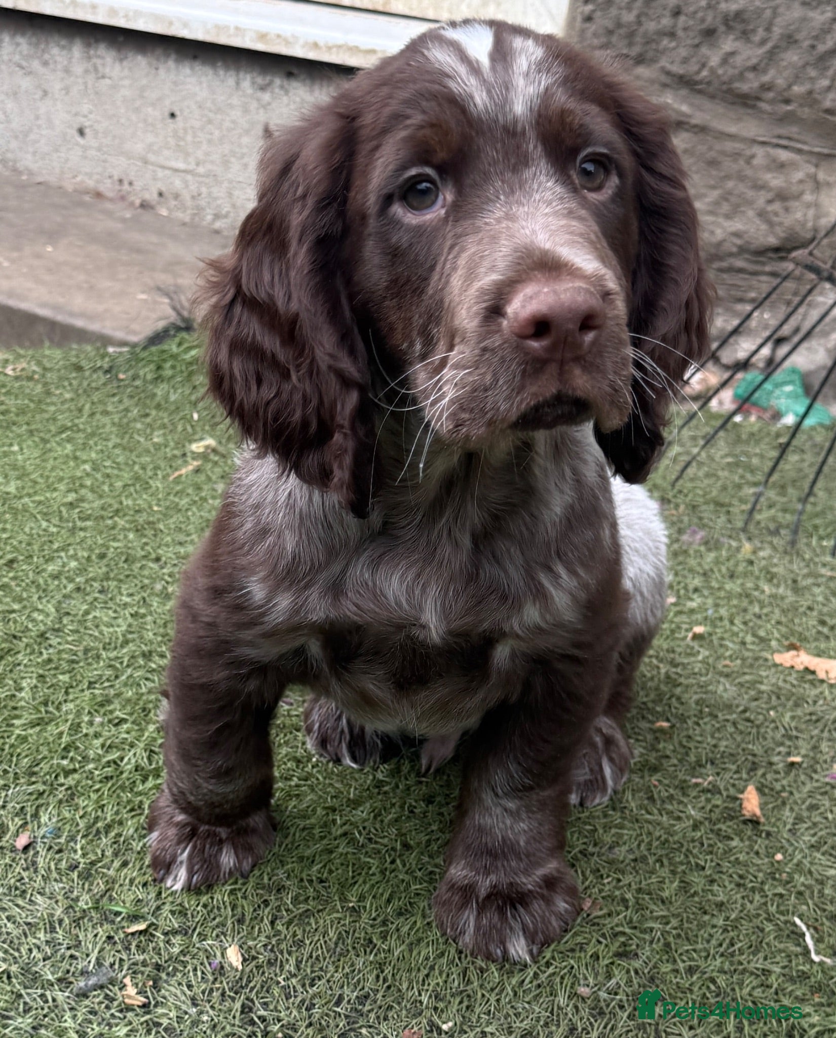 Cocker Spaniel dogs Bred From Extensively Health Tested Parents - Advert 2