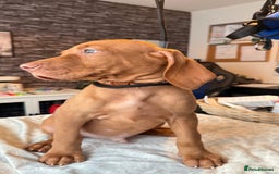 Hungarian Vizsla dogs for sale:   ⚜️Hungarian Vizsla puppies⚜️ - Image 25
